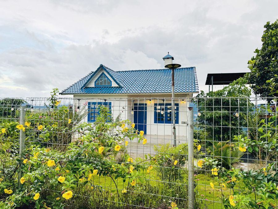 Căn nhà sơn trắng mái xanh giữa vườn hoa vàng
